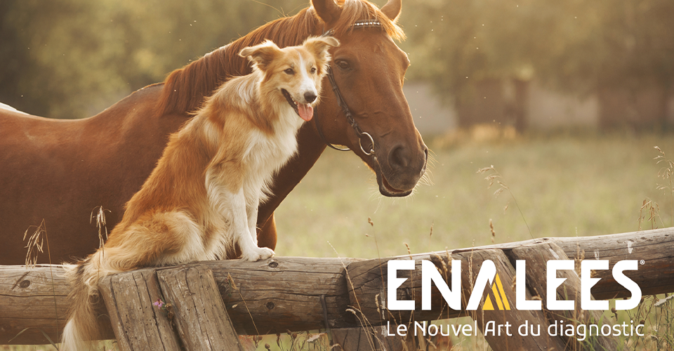 Enalees - Le nouvel Art du diagnostic